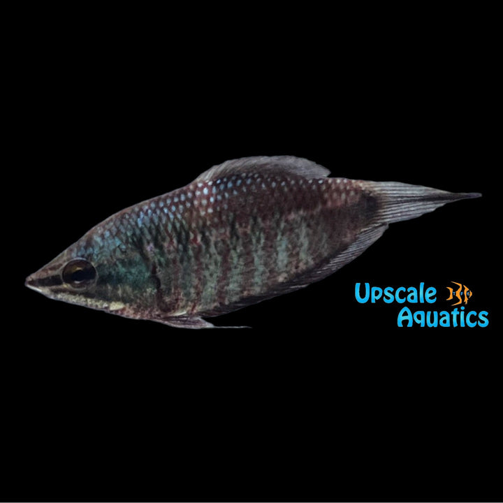 Vaillant's Chocolate Gourami (Sphaerichthys vaillanti)