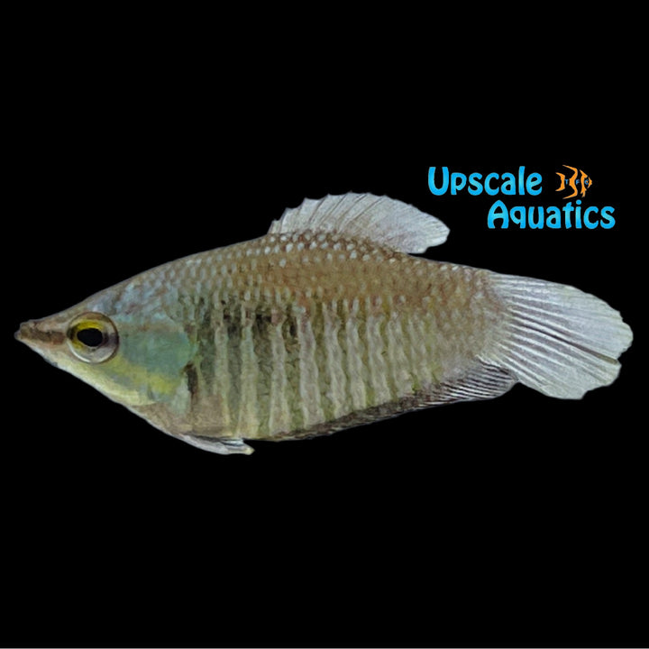 Vaillant's Chocolate Gourami (Sphaerichthys vaillanti)