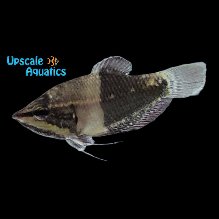 Vaillant's Chocolate Gourami (Sphaerichthys vaillanti)