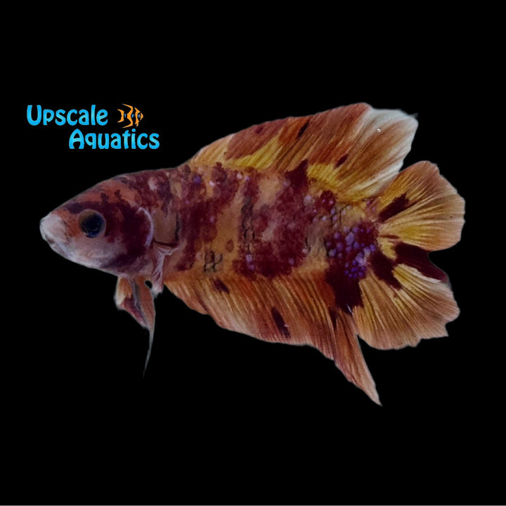Candy Koi Twintail Betta - Female (Betta splendens)