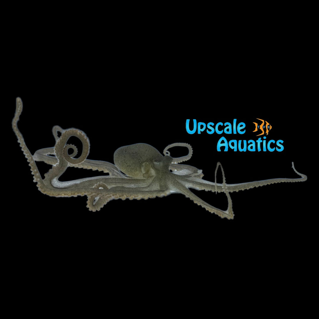 Long Armed Octopus (Macrotritopus defilippi)