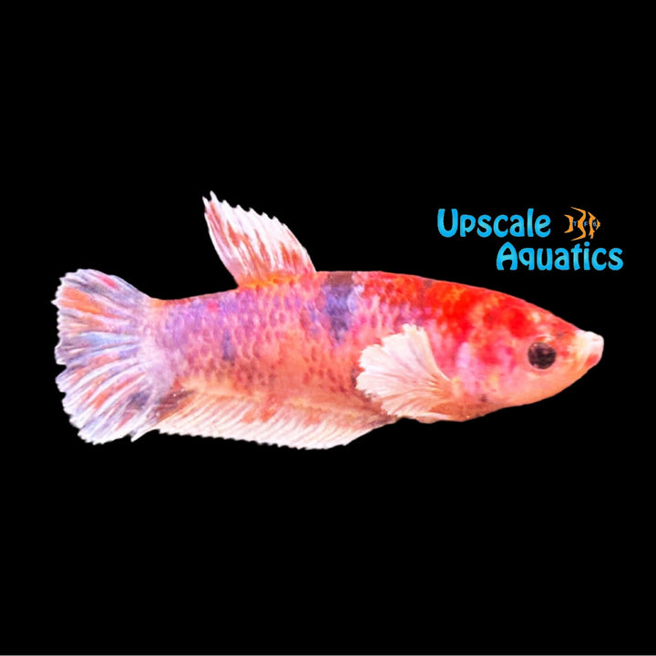 Dumbo Koi Plakat Betta - Female (Betta splendens var. dumbo)