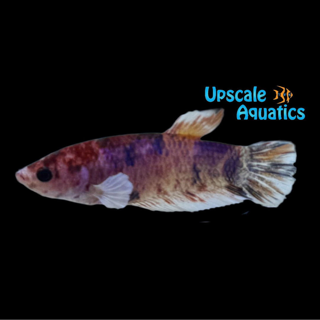 Dumbo Koi Plakat Betta - Female (Betta splendens var. dumbo)