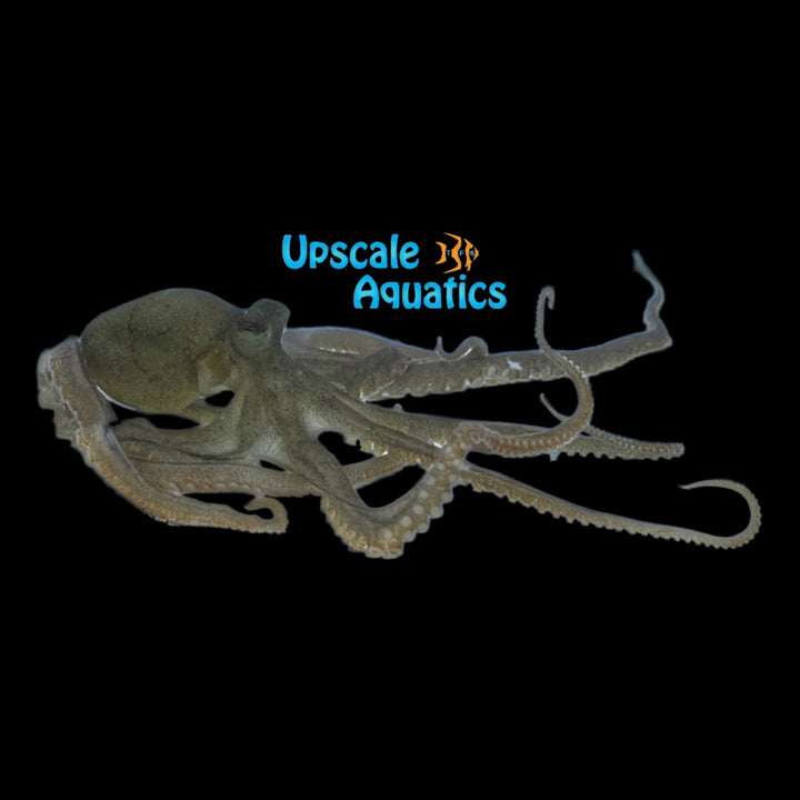 Long Armed Octopus (Macrotritopus defilippi)