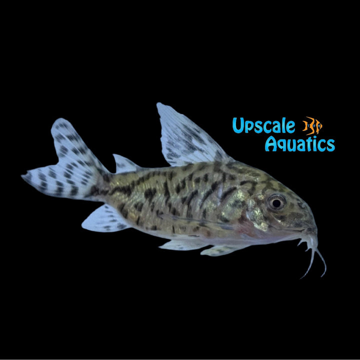 Reticulated Cory (Corydoras reticulatus)