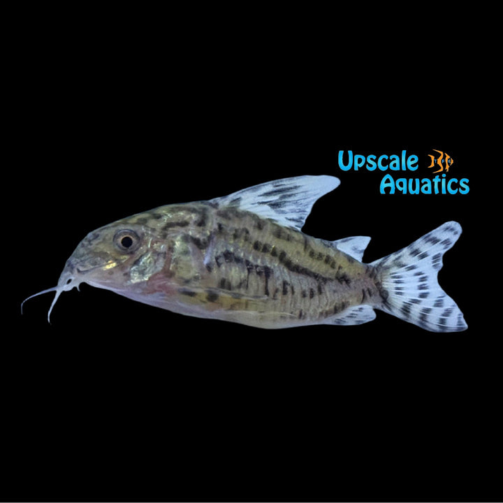Reticulated Cory (Corydoras reticulatus)