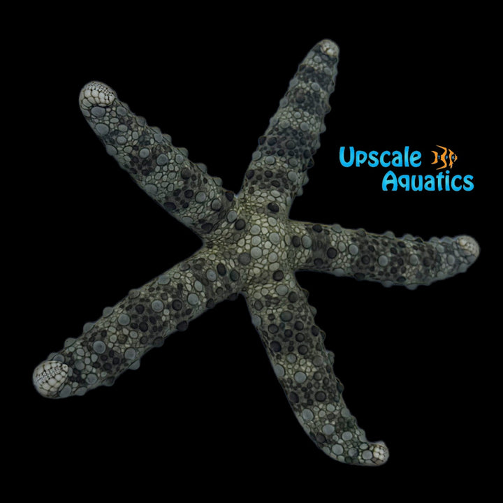 Mottled Sea Star (Nardoa tuberculata)