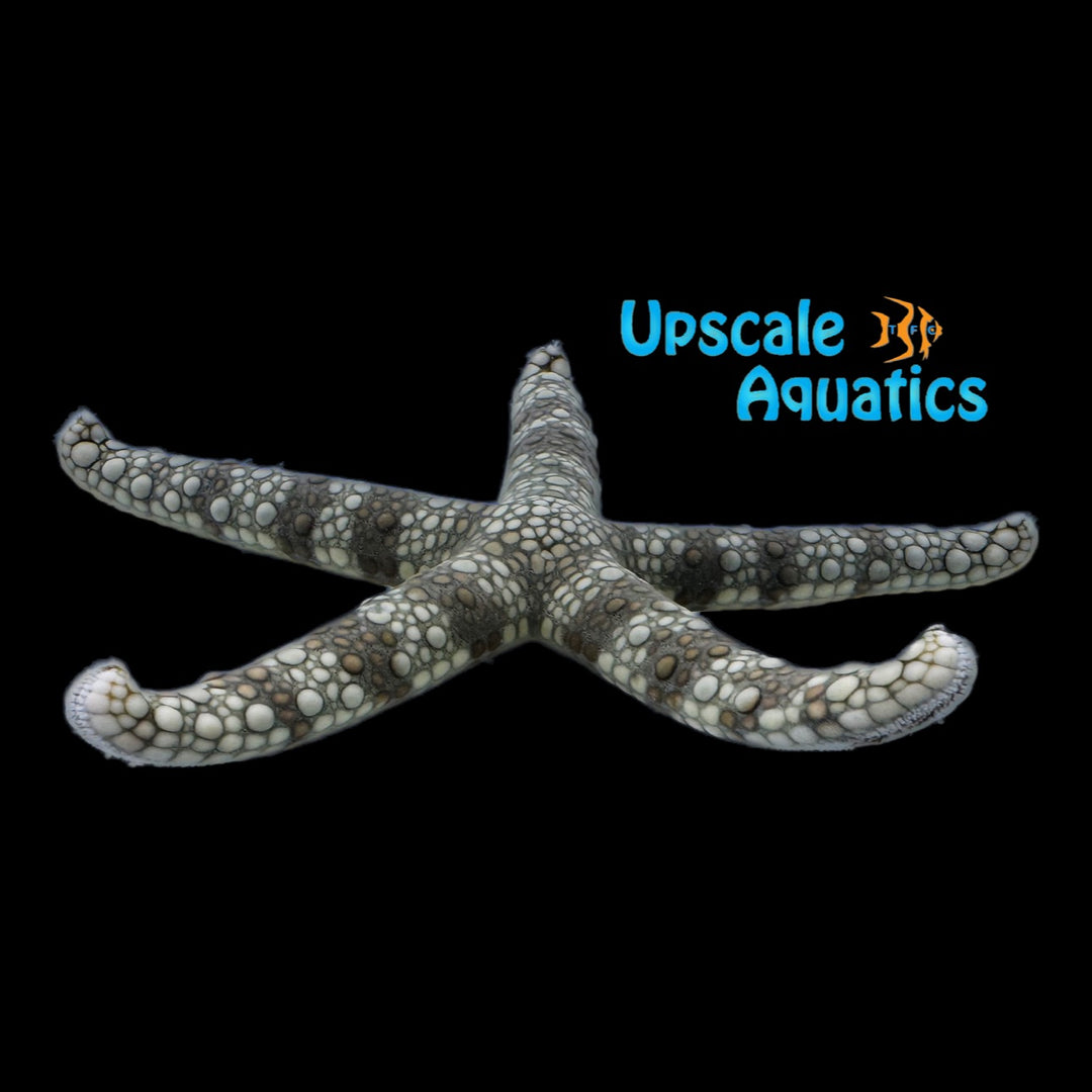 Mottled Sea Star (Nardoa tuberculata)