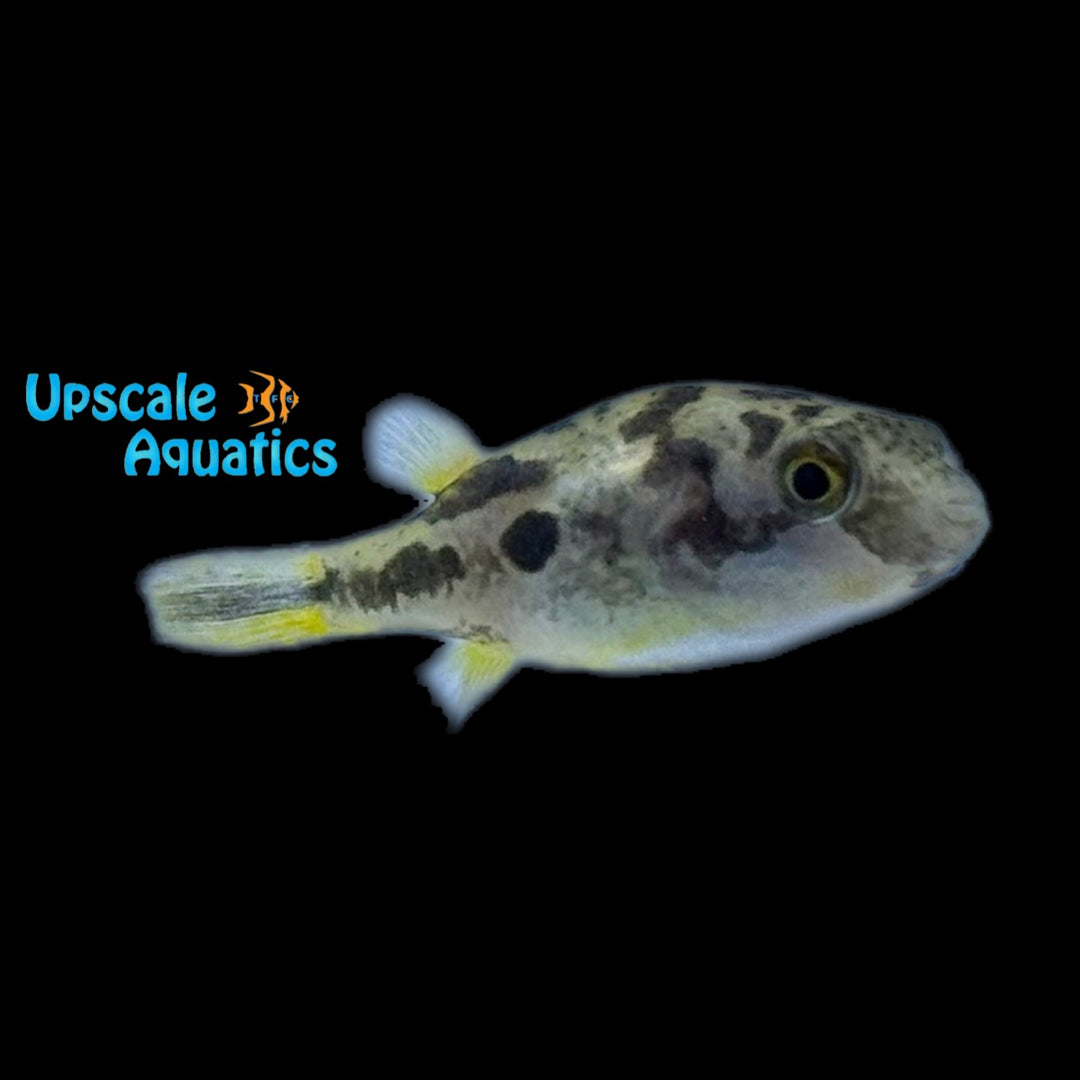 Indian Dwarf 'BB' Puffer (Carinotetraodon travancoricus)