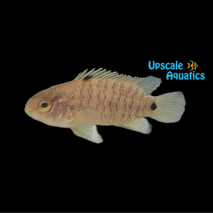 Bengal Red Spotted Badis (Badis autumnum)