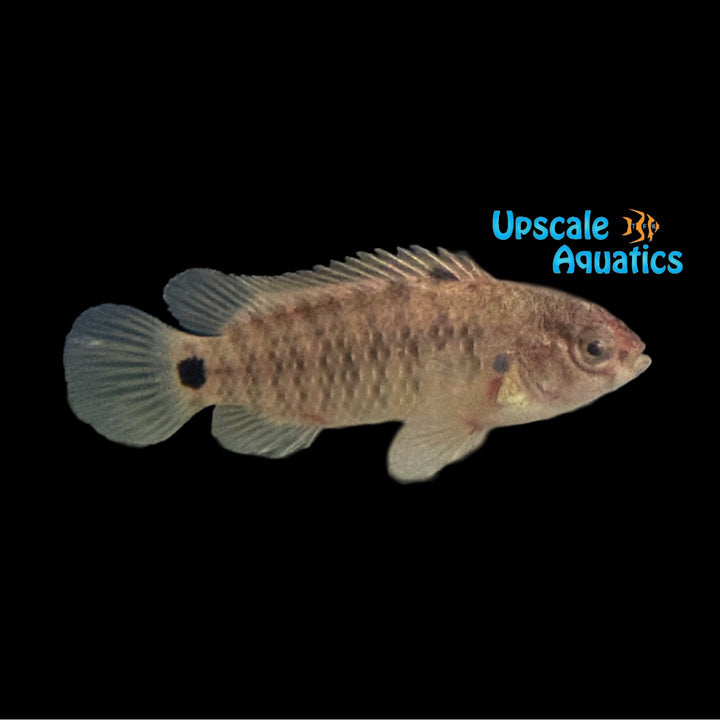 Bengal Red Spotted Badis (Badis autumnum)