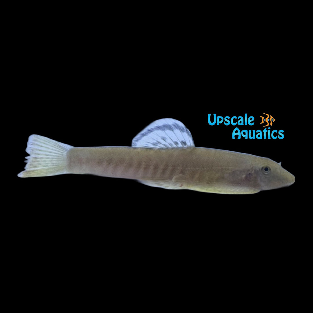 Jiulong Zebra Hillstream Loach (Pseudogastromyzon jiulongjiangensis)