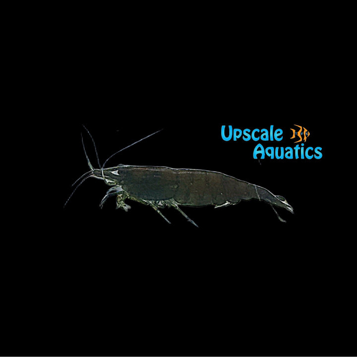 Orange Hulk Shrimp (Neocaridina davidi)