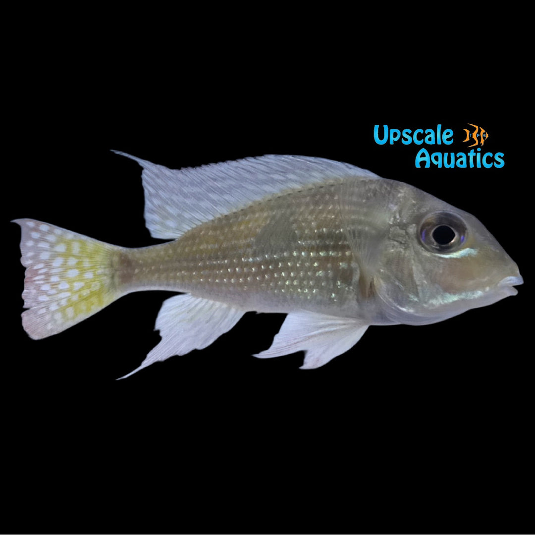 Geophagus Aporema