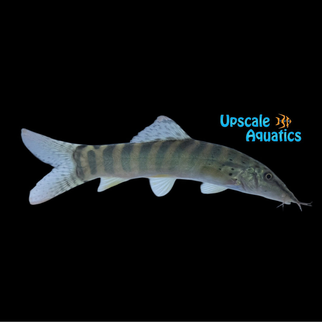 Redfin Tiger Loach (Syncrossus berdmorei)