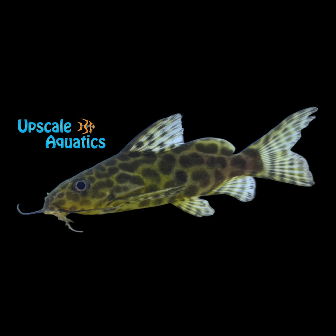Synodontis Alberon (Synodontis sp hybrid)
