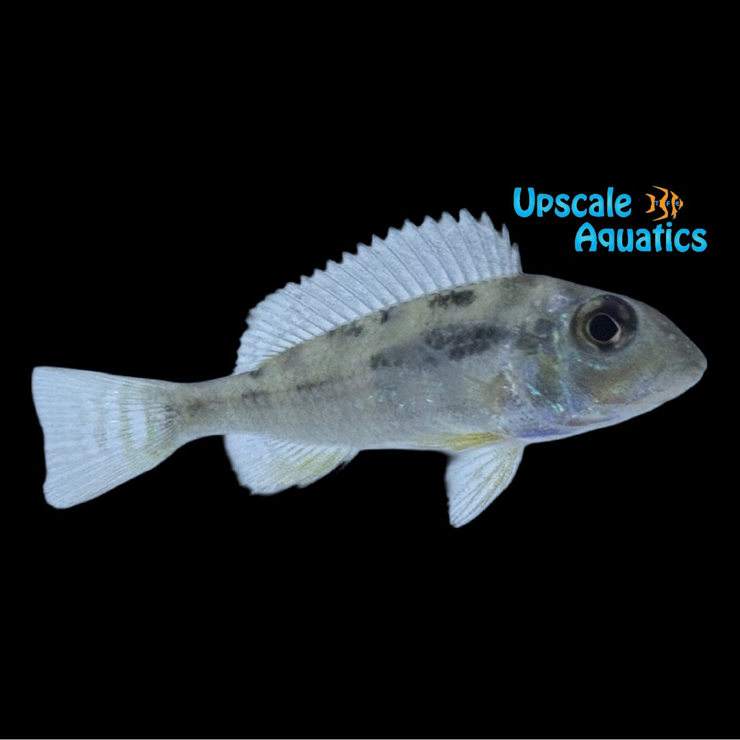 Geophagus Mirabilis