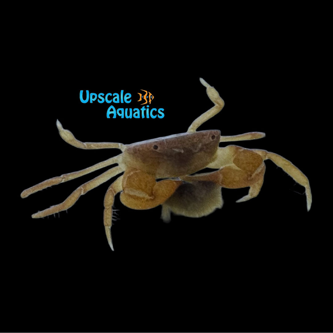 Freshwater Hairy Claw Boxer Crab (Ptychognathus insolitus)