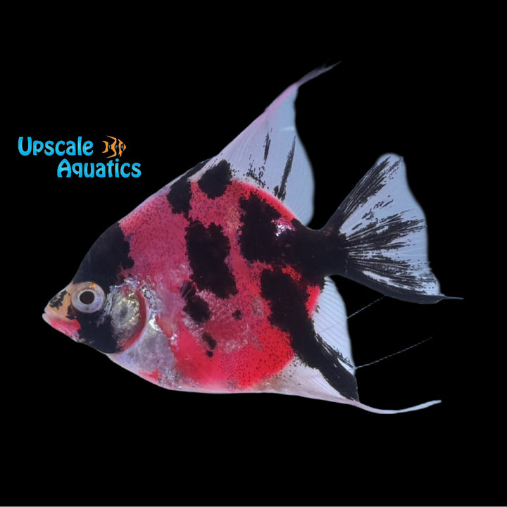 GloFish Angelfish (Pterophyllum scalare)