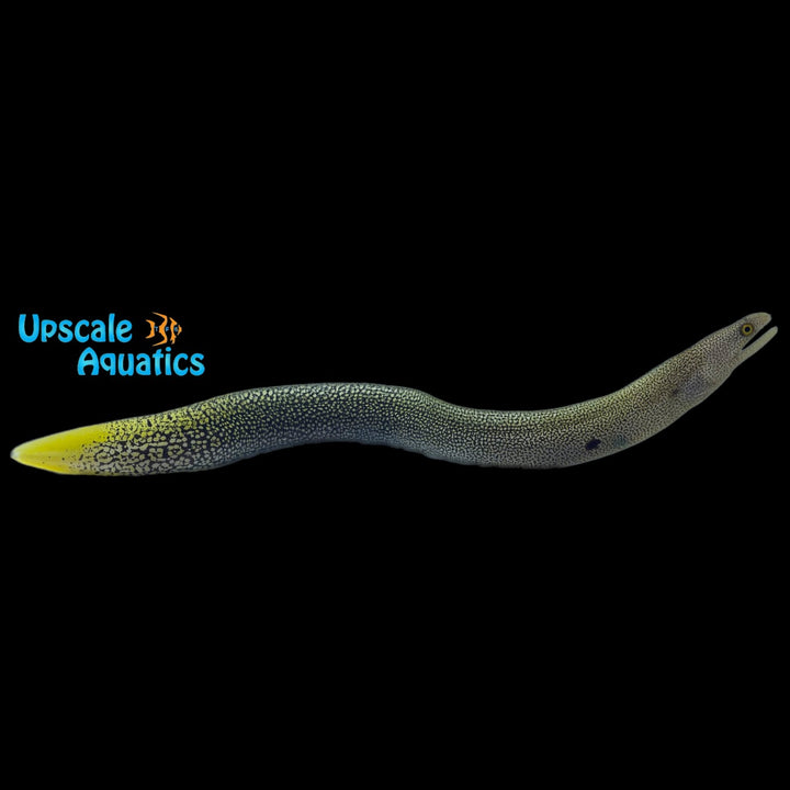 Goldentail Moray Eel (Gymnothorax miliaris)