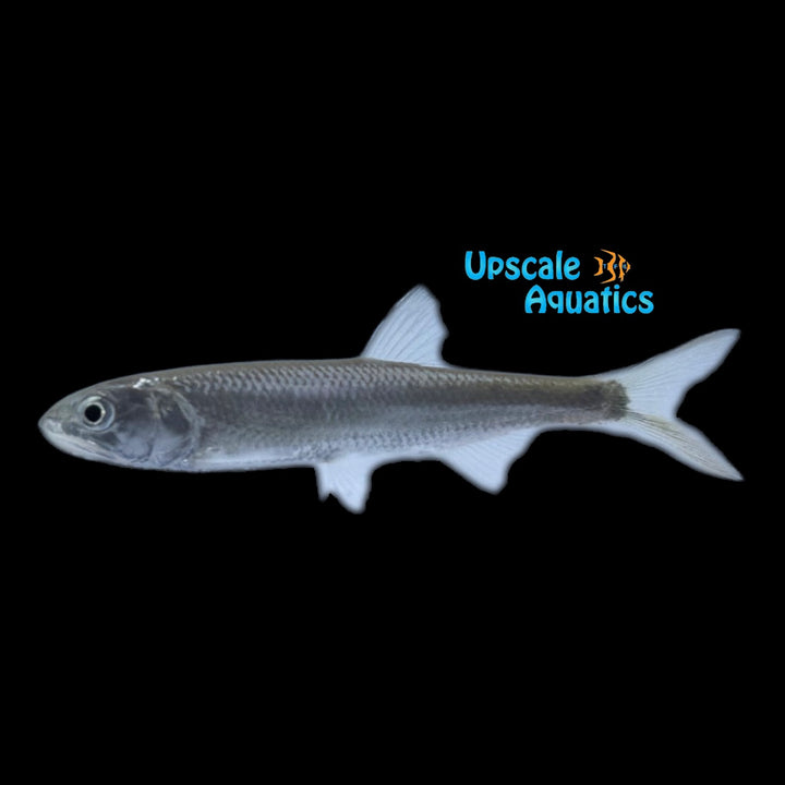 Burmese Trout (Raiamas guttatus)