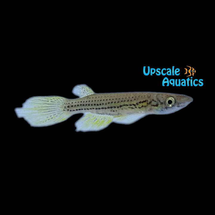 Chevalier's Killifish (Epiplatys chevalieri)