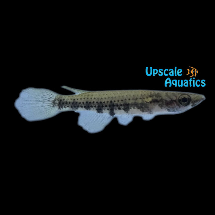 Chevalier's Killifish (Epiplatys chevalieri)