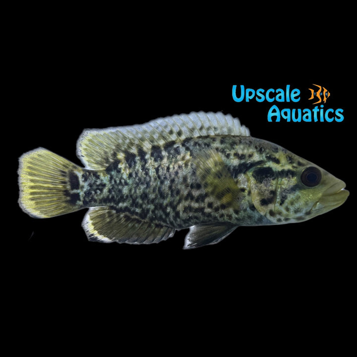 Jaguar Cichlid (Parachromis managuensis)