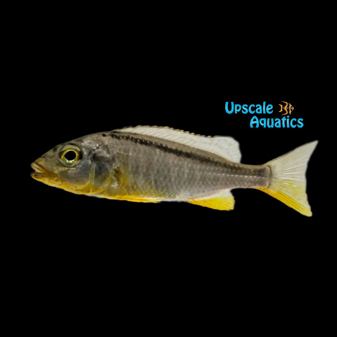 Buccochromis Rhoadesii 'Yellow Lepturus' (Buccochromis rhoadesii)