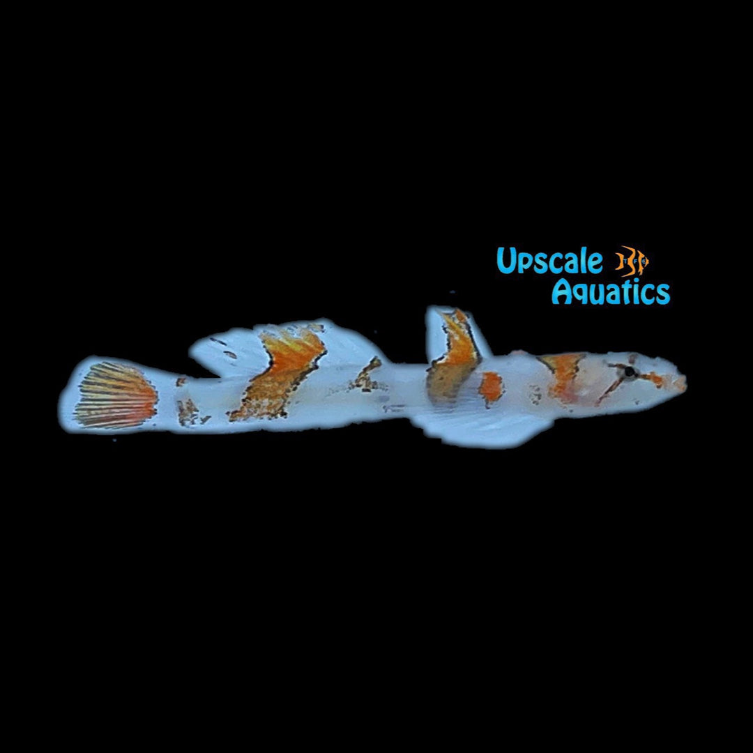 Amikami Goby (Callogobius amikami)