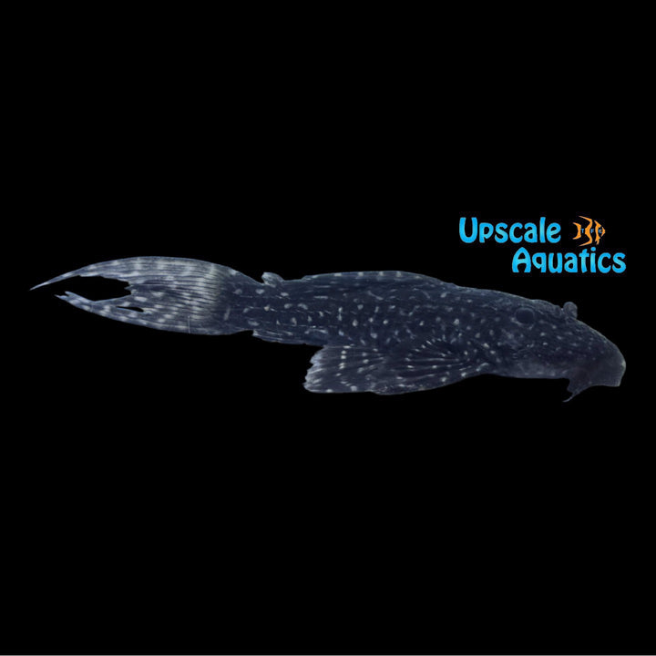 Mustang Cactus Pleco L452 (Pseudcanthicus sp. L452)