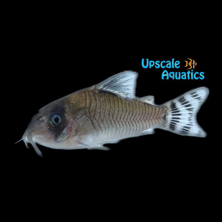 Flagtail Panda Cory (Corydoras oiapoquensis)