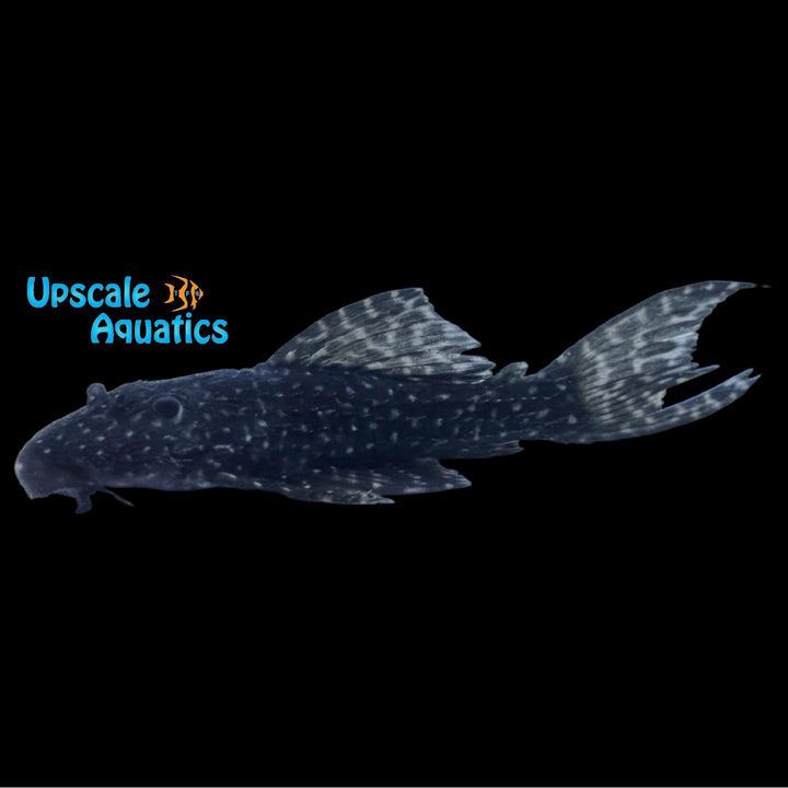 Mustang Cactus Pleco L452 (Pseudcanthicus sp. L452)