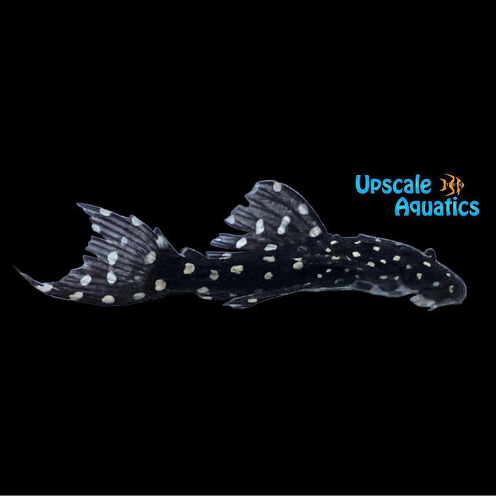 Mustang Cactus Pleco L452 (Pseudcanthicus sp. L452)