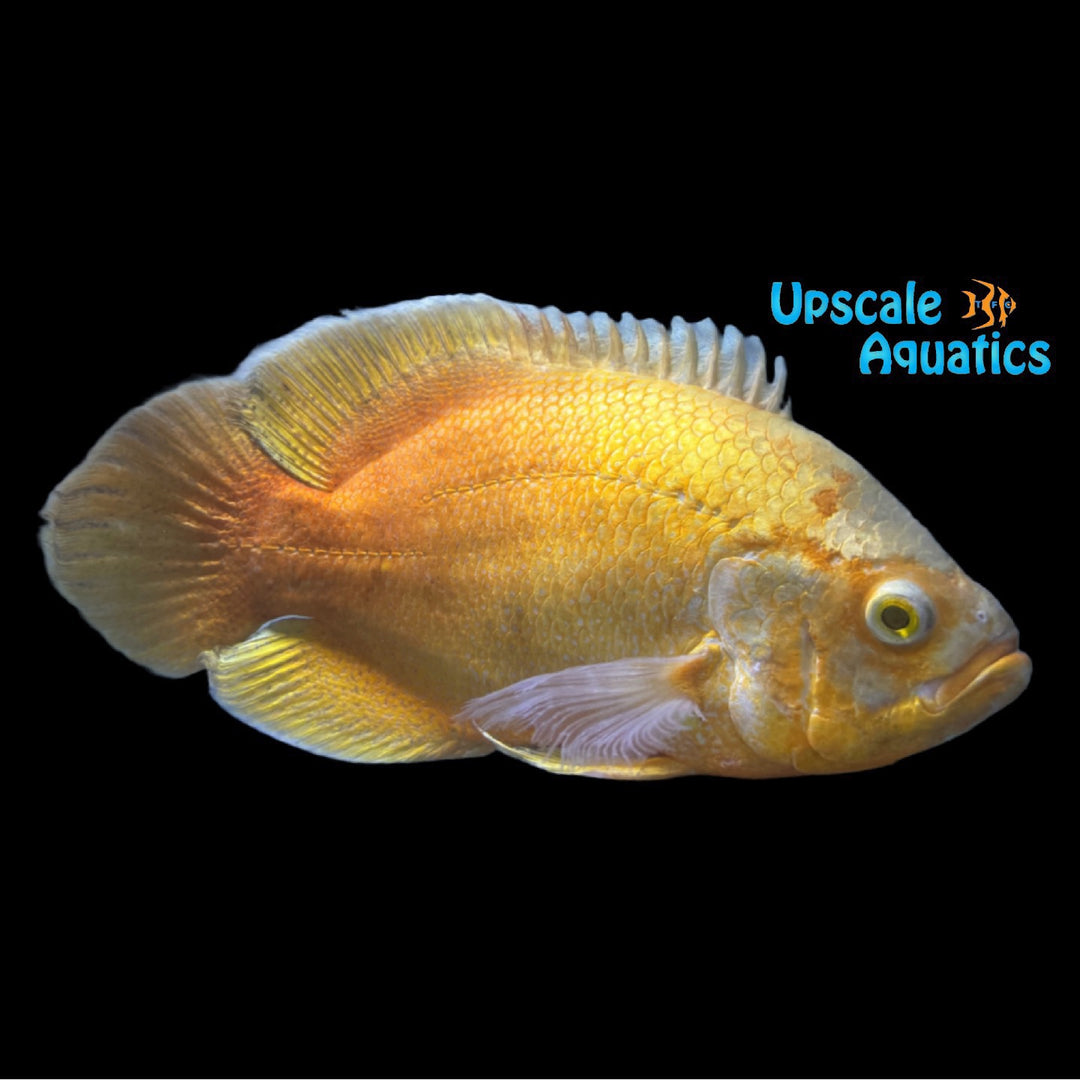24K Gold Oscar (Astronotus ocellatus)