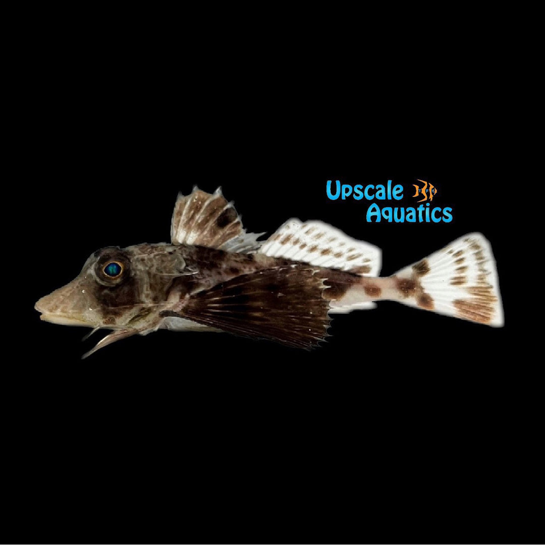 Bighead Sea Robin (Prionotus tribulus)