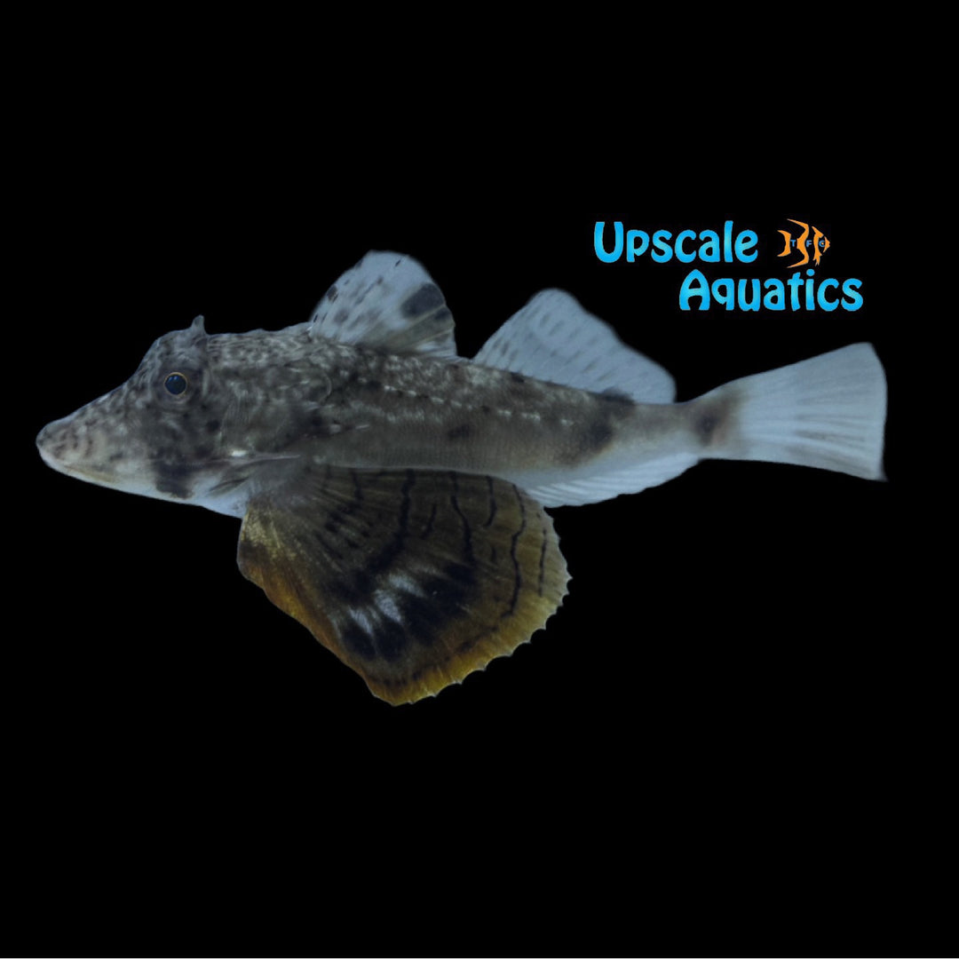 Bighead Sea Robin (Prionotus tribulus)
