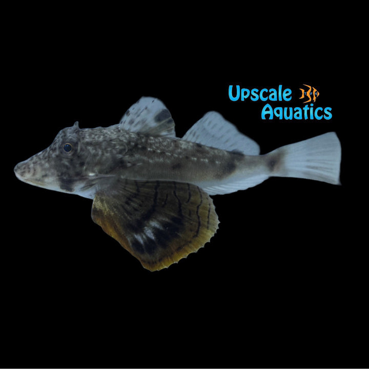 Bighead Sea Robin (Prionotus tribulus)