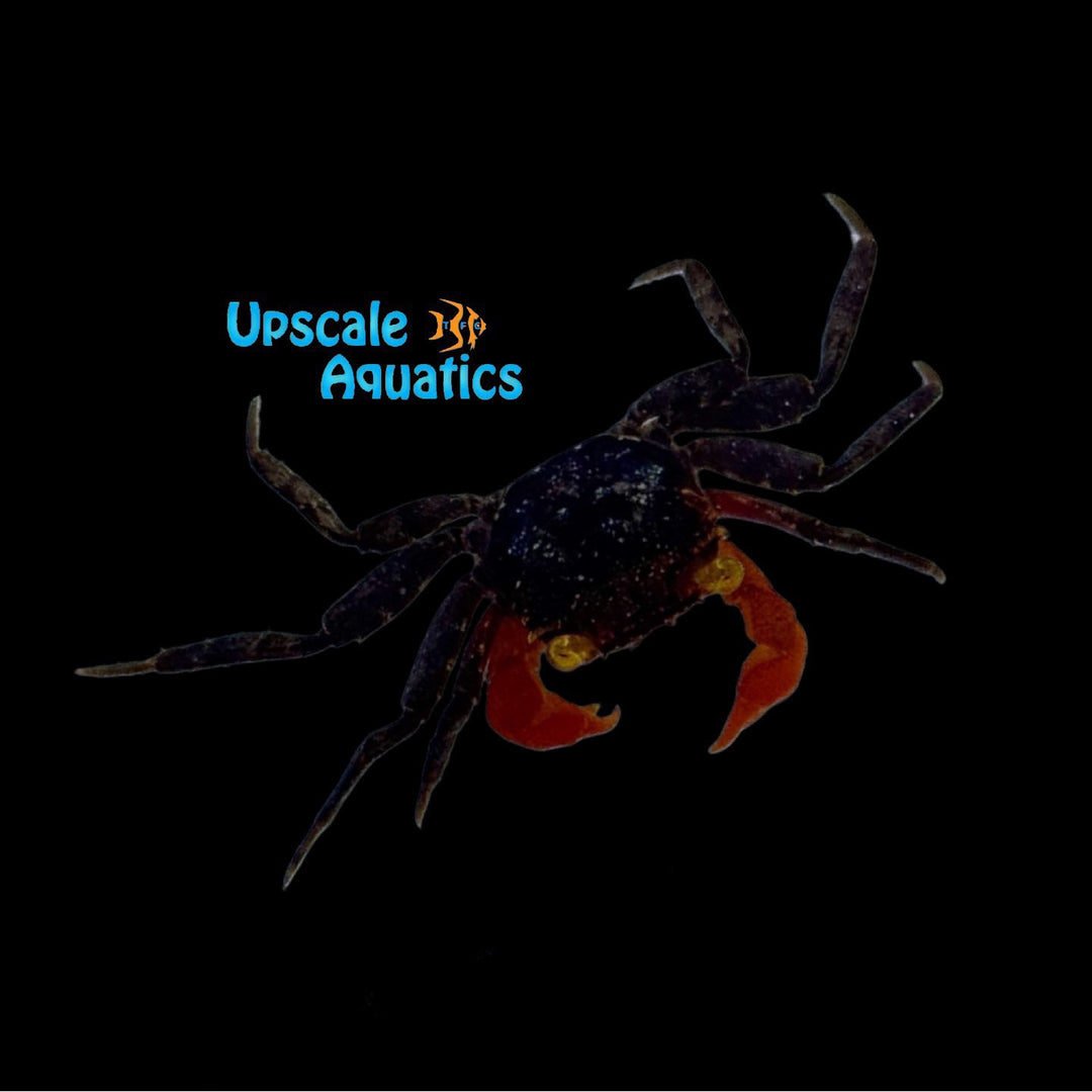 Red Glove Vampire Crab (Geosesarma sp.)