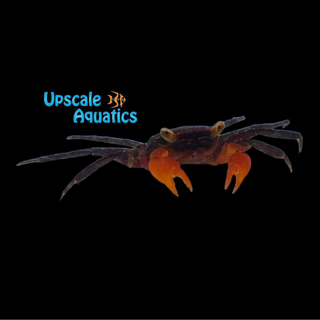 Red Glove Vampire Crab (Geosesarma sp.)
