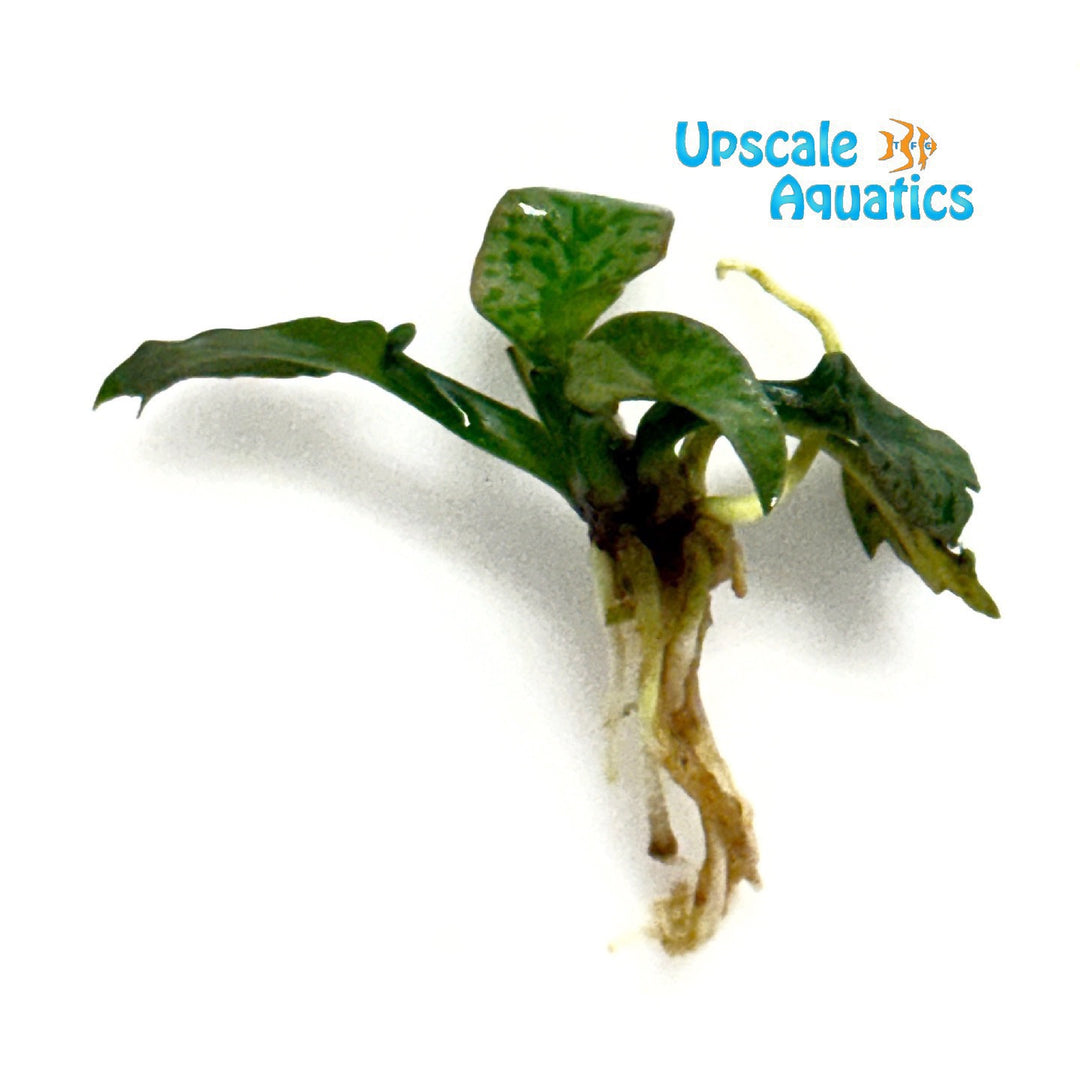 Silver Queen Cryptocoryne