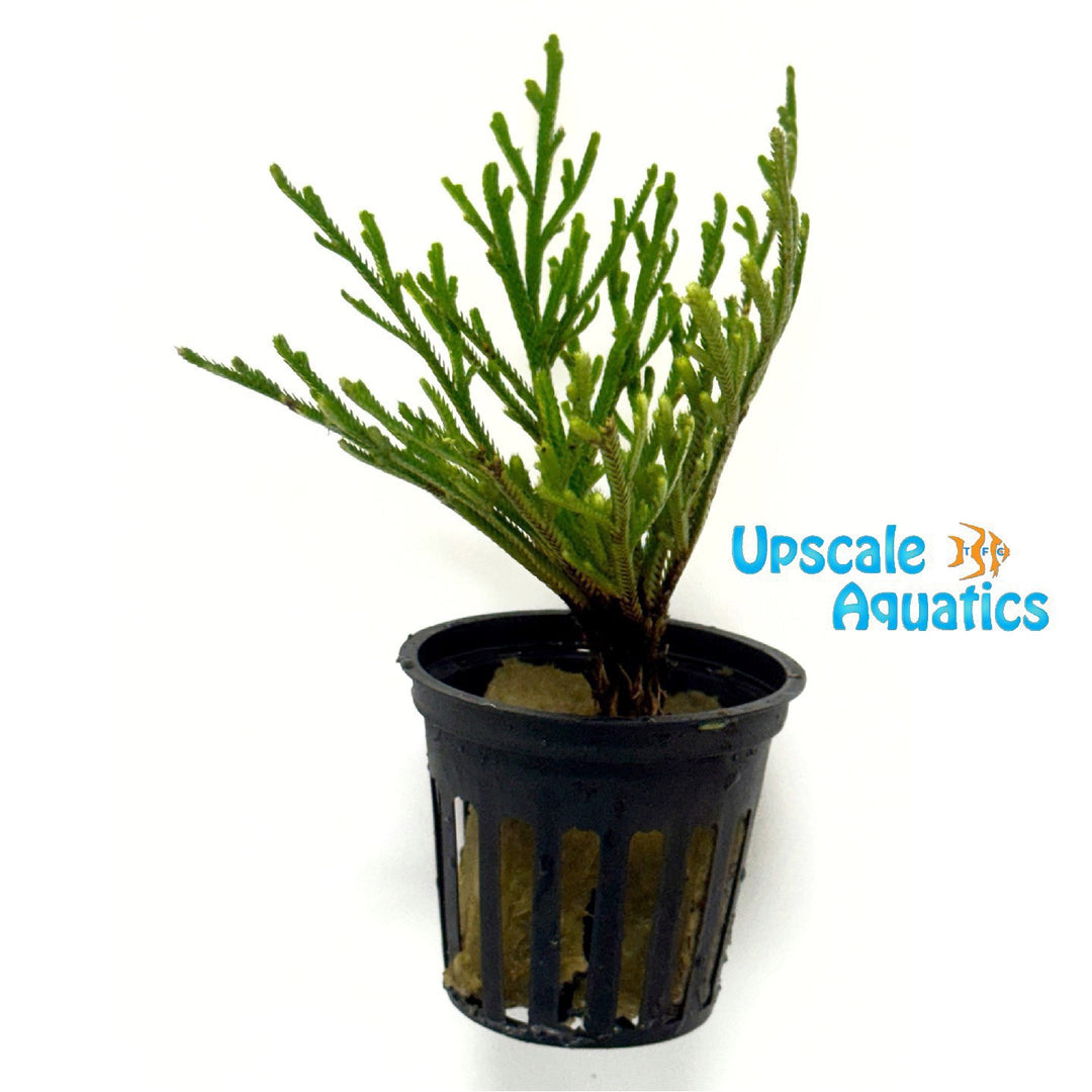 Spike Moss (Selaginella pulvinata)