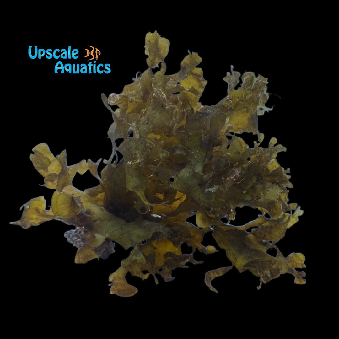 Leafy Flat Blade Macroalgae (Stypopodium zonale)