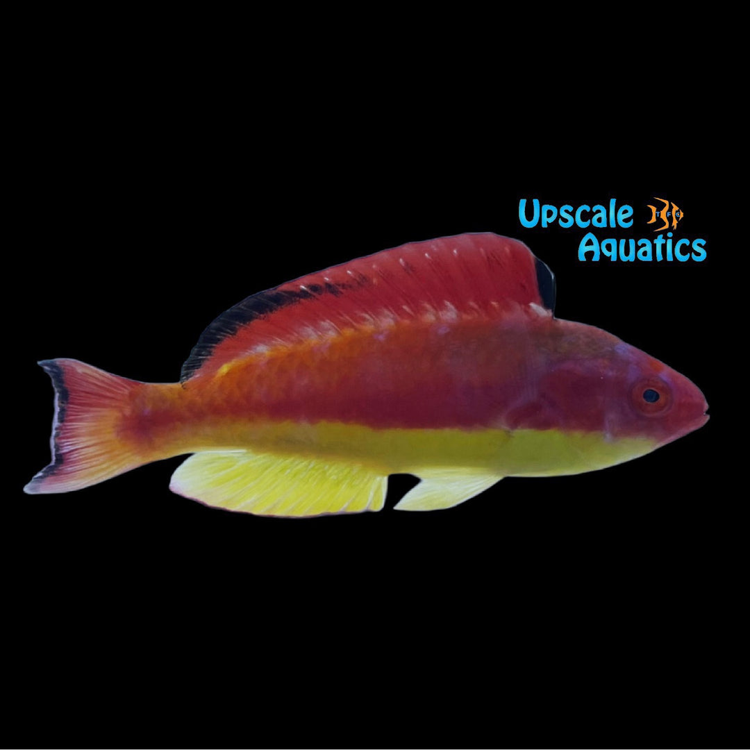 Hooded Flame Fairy Wrasse (Cirrhilabrus bathyphilus)