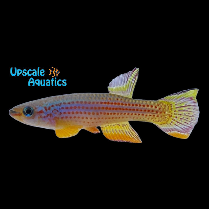 Red Striped Killifish (Aphyosemion striatum)