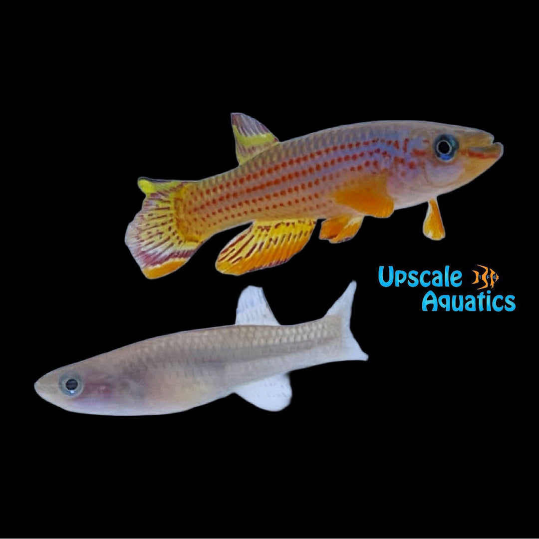 Red Striped Killifish (Aphyosemion striatum)