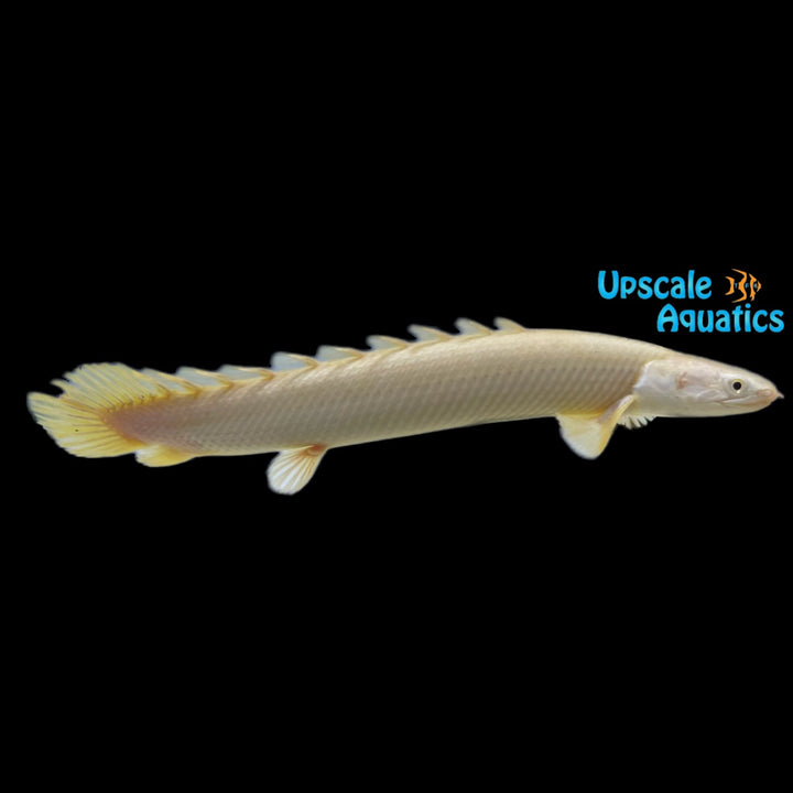 Leucistic Senegal Bichir (Polypterus senegalus)