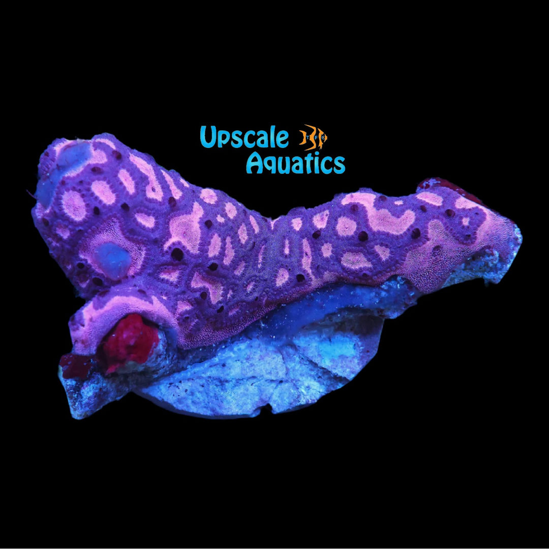 Colonial Tunicate (Botrylloides leachii)