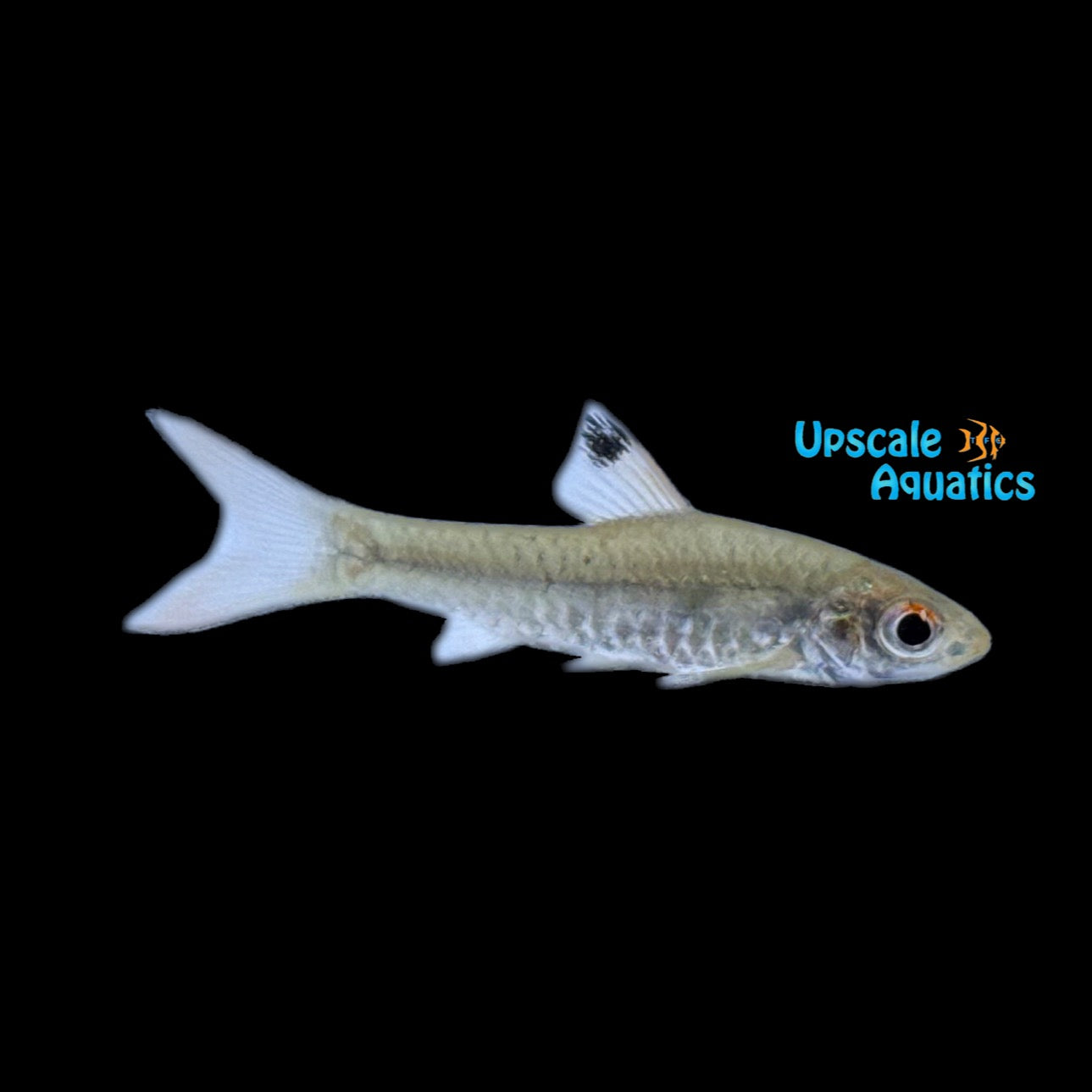 Clipper Fish African Clipper Barb (Enteromius callipterus) – Upscale Aquatics