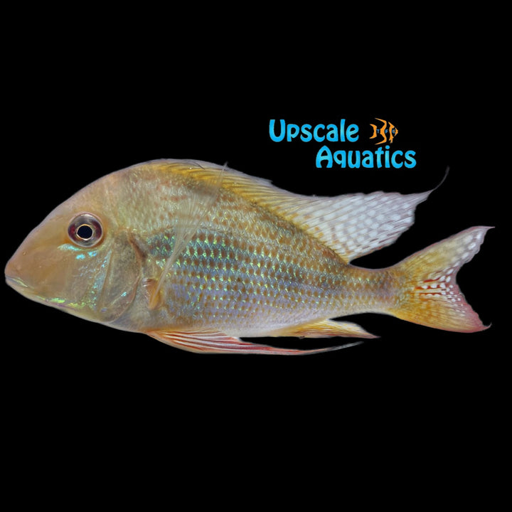 Geophagus Surinamensis